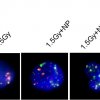fig4_dsbs